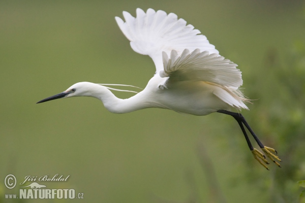 Beluša malá, Volavka striebristá, Čapľa malá (Egretta garzetta)