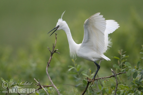 Beluša malá, Volavka striebristá, Čapľa malá (Egretta garzetta)