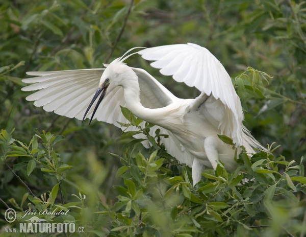 Beluša malá, Volavka striebristá, Čapľa malá (Egretta garzetta)