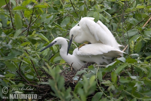 Beluša malá, Volavka striebristá, Čapľa malá (Egretta garzetta)