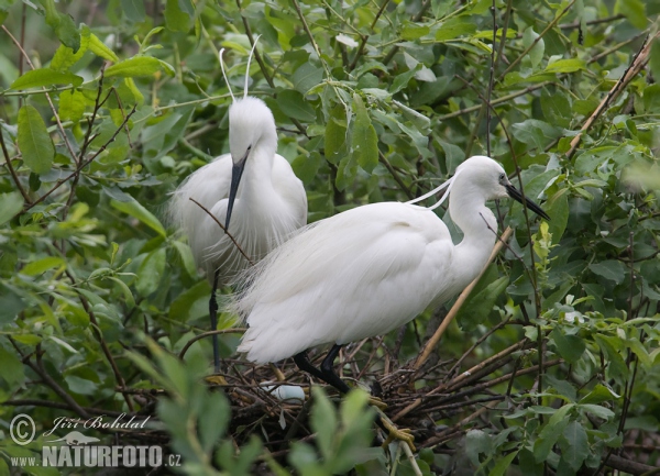 Beluša malá, Volavka striebristá, Čapľa malá (Egretta garzetta)