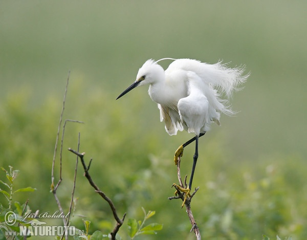 Beluša malá, Volavka striebristá, Čapľa malá (Egretta garzetta)