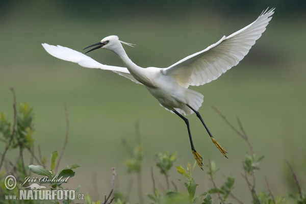 Beluša malá, Volavka striebristá, Čapľa malá (Egretta garzetta)