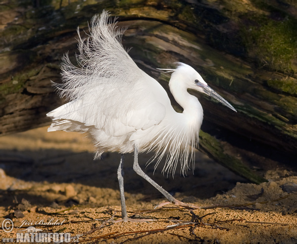 Beluša malá, Volavka striebristá, Čapľa malá (Egretta garzetta)