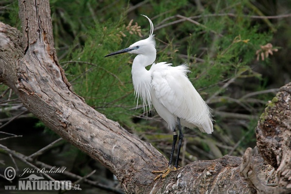 Beluša malá, Volavka striebristá, Čapľa malá (Egretta garzetta)