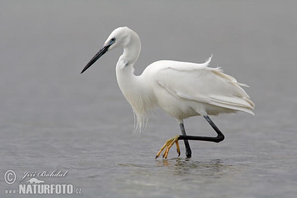 Beluša malá, Volavka striebristá, Čapľa malá (Egretta garzetta)