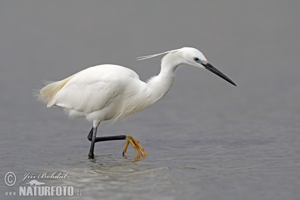 Beluša malá, Volavka striebristá, Čapľa malá (Egretta garzetta)