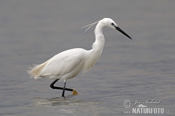 Beluša malá, Volavka striebristá, Čapľa malá (Egretta garzetta)