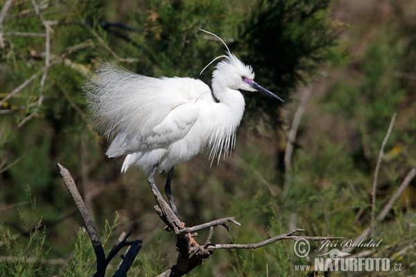 Beluša malá, Volavka striebristá, Čapľa malá (Egretta garzetta)