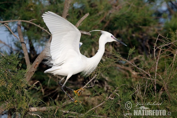 Beluša malá, Volavka striebristá, Čapľa malá (Egretta garzetta)