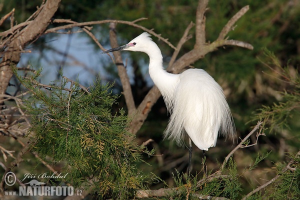 Beluša malá, Volavka striebristá, Čapľa malá (Egretta garzetta)