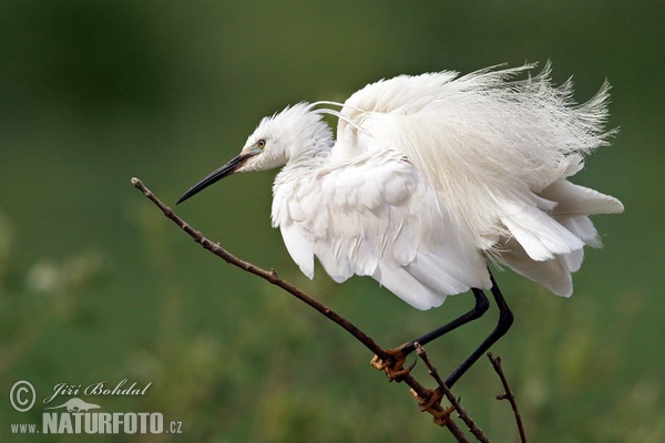 Beluša malá, Volavka striebristá, Čapľa malá (Egretta garzetta)