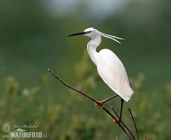 Beluša malá, Volavka striebristá, Čapľa malá (Egretta garzetta)