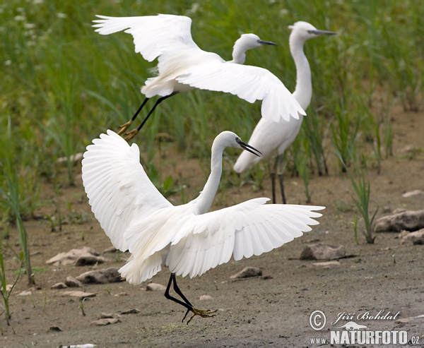 Beluša malá, Volavka striebristá, Čapľa malá (Egretta garzetta)