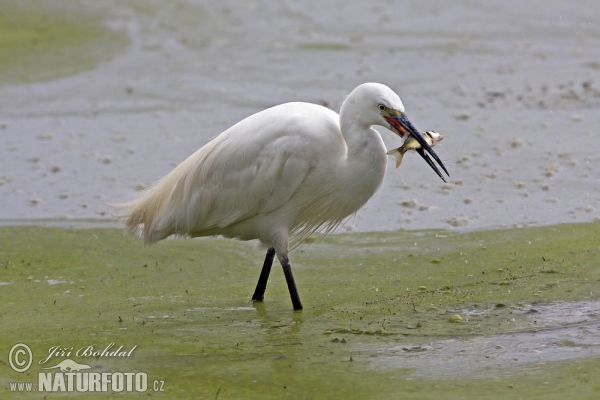 Beluša malá, Volavka striebristá, Čapľa malá (Egretta garzetta)