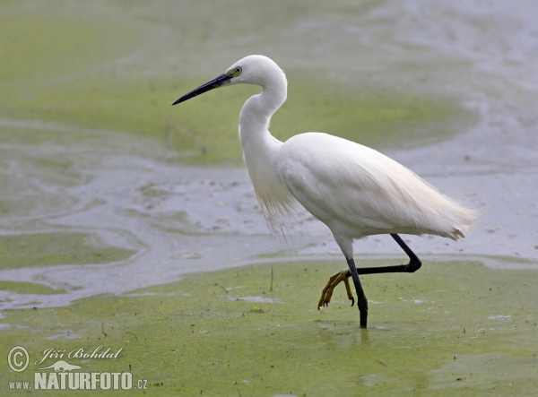 Beluša malá, Volavka striebristá, Čapľa malá (Egretta garzetta)