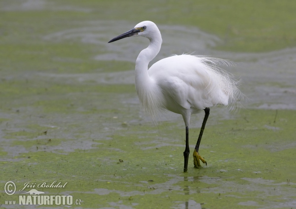 Beluša malá, Volavka striebristá, Čapľa malá (Egretta garzetta)