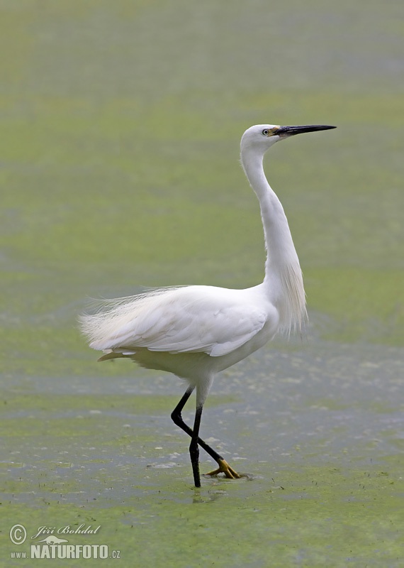 Beluša malá, Volavka striebristá, Čapľa malá (Egretta garzetta)