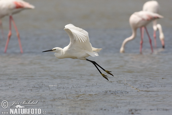 Beluša malá, Volavka striebristá, Čapľa malá (Egretta garzetta)