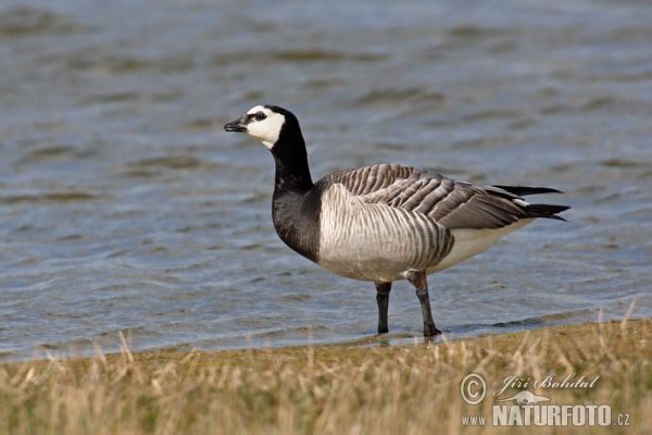 Berneška bělolící (Branta leucopsis)