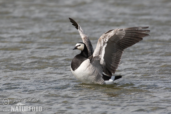 Berneška bělolící (Branta leucopsis)