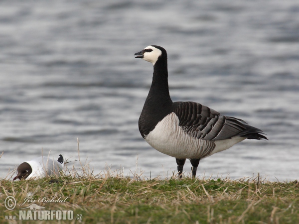 Berneška bělolící (Branta leucopsis)