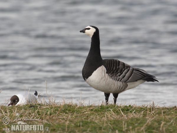 Berneška bělolící (Branta leucopsis)