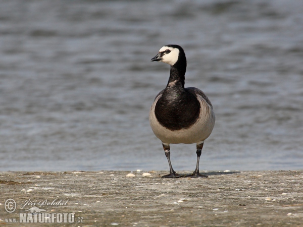 Berneška bělolící (Branta leucopsis)