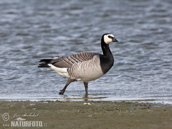 Berneška bělolící (Branta leucopsis)