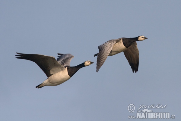 Berneška bělolící (Branta leucopsis)