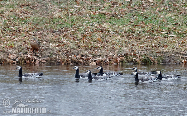 Berneška bělolící (Branta leucopsis)