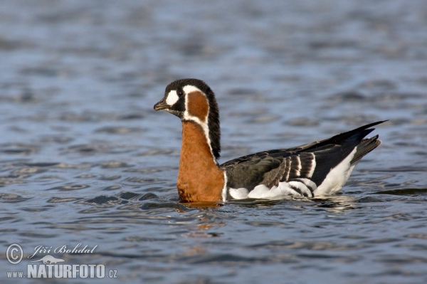 Berneška rudokrká (Branta ruficollis)