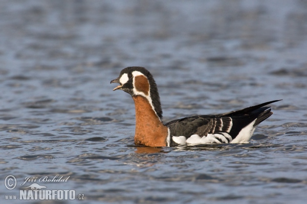 Berneška rudokrká (Branta ruficollis)