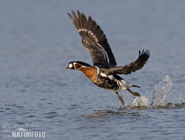 Berneška rudokrká (Branta ruficollis)