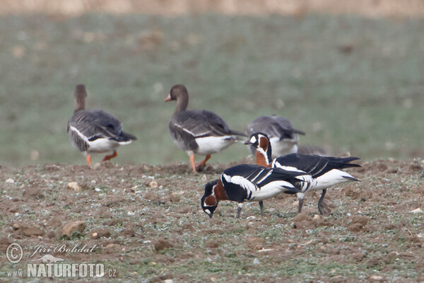 Berneška rudokrká (Branta ruficollis)