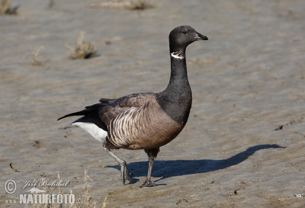 Berneška tmavá (Branta bernicla)