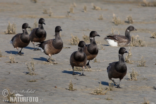 Berneška tmavá (Branta bernicla)