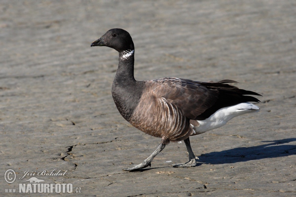 Berneška tmavá (Branta bernicla)