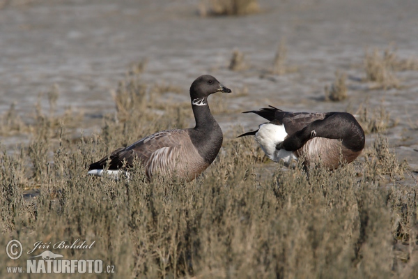 Berneška tmavá (Branta bernicla)