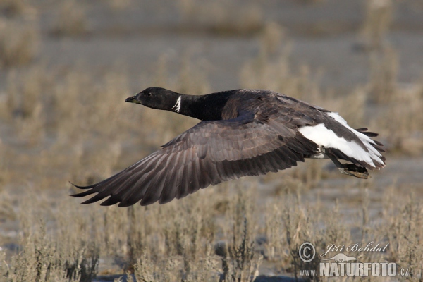 Berneška tmavá (Branta bernicla)