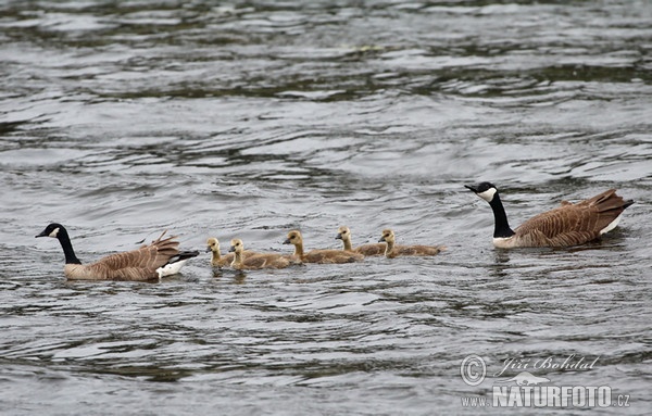 Berneška velká (Branta canadensis)