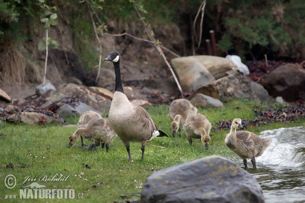 Berneška velká (Branta canadensis)