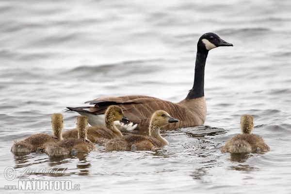 Berneška velká (Branta canadensis)