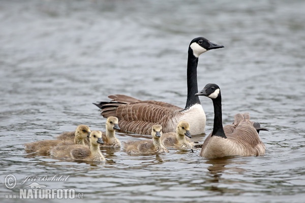 Berneška velká (Branta canadensis)