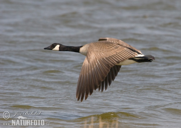 Berneška velká (Branta canadensis)