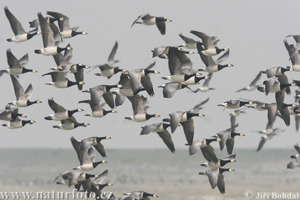 Bernikla bielolíca (Branta leucopsis)