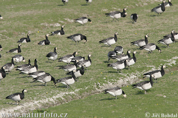 Bernikla bielolíca (Branta leucopsis)