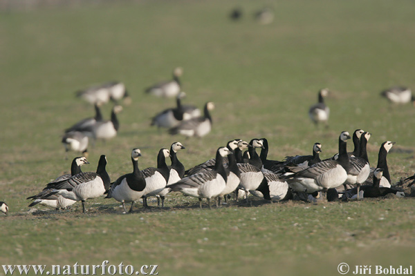 Bernikla bielolíca (Branta leucopsis)