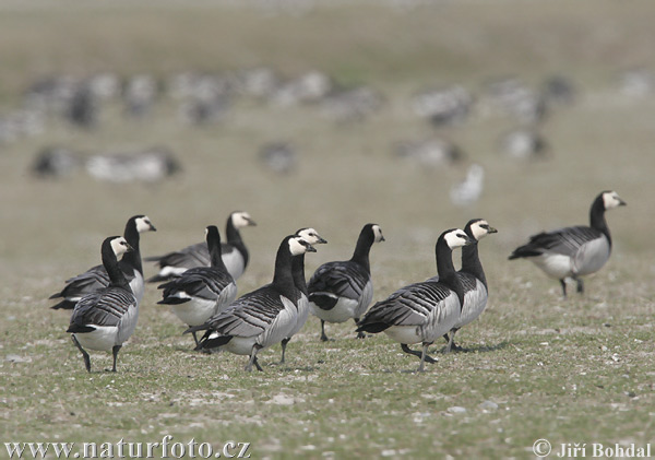 Bernikla bielolíca (Branta leucopsis)