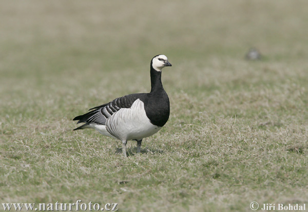 Bernikla bielolíca (Branta leucopsis)